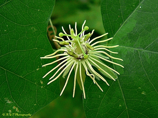 {Passiflora lutea}